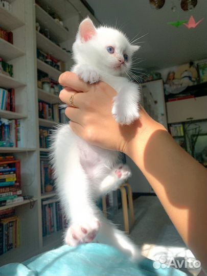 Котенок британской серебристой шиншиллы