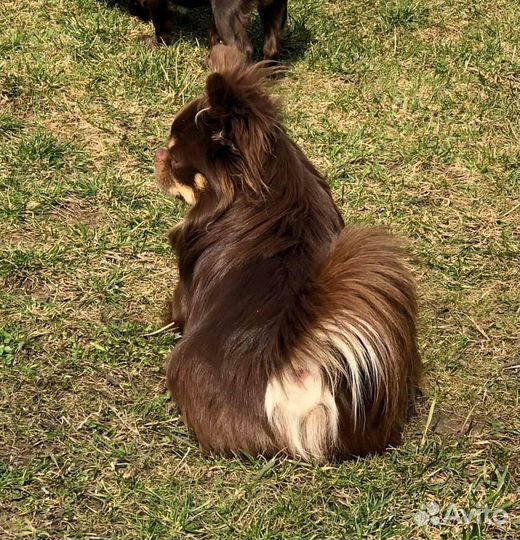 Вязка чихуахуа