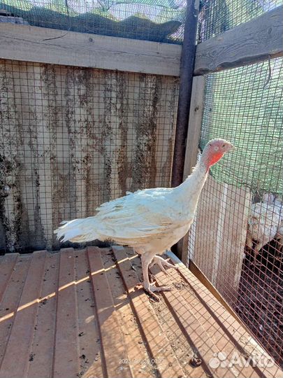 Индюки живым весом