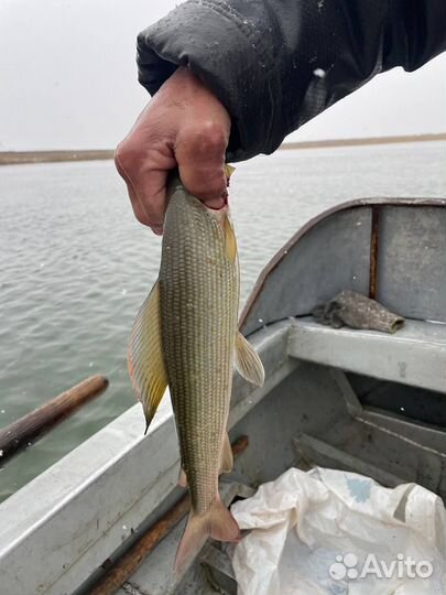 Рыбалка на Ямале трофейный хариус и морской рыбы