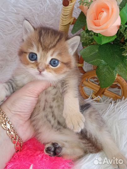 Золотое чудо