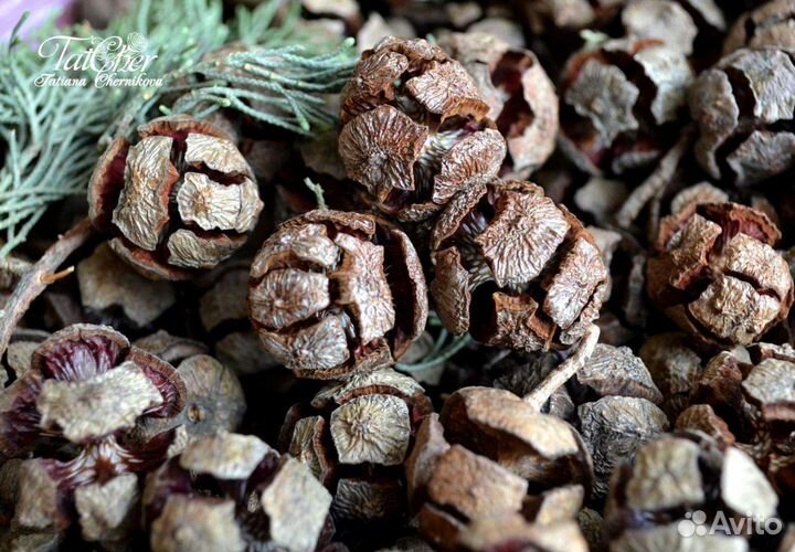 Шишки кипариса отборные урожай 2023г