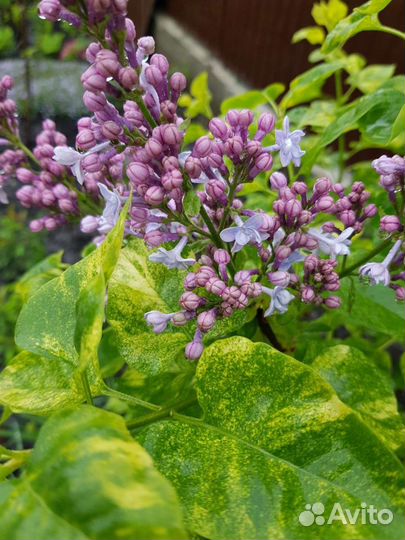 Растения и кустарники