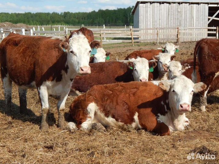 Продам тёлок Герефордской породы