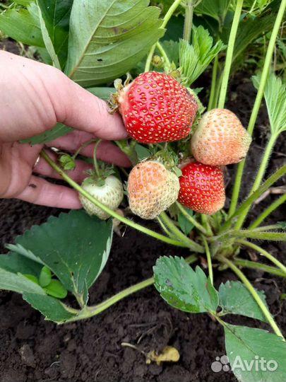 Рассада клубники