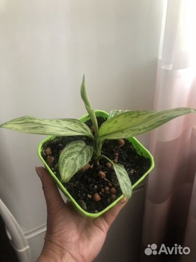 Комнатные цветы