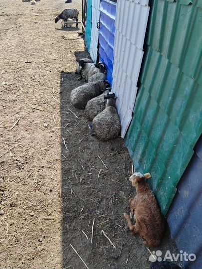 Овцы бараны ягнята