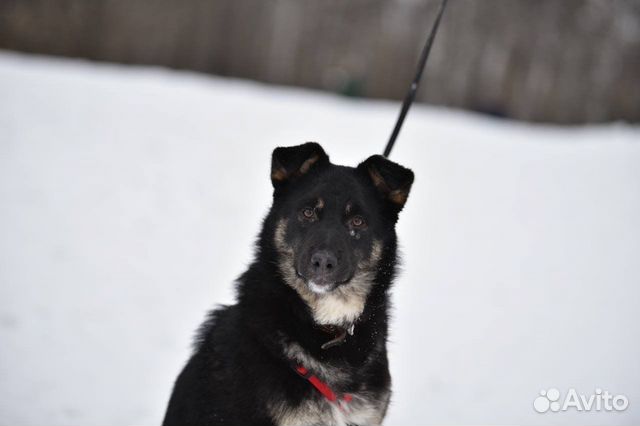 Красивый храбрый малыш ищет дом