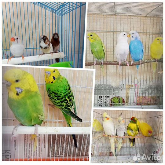 Корелла и другие птицы