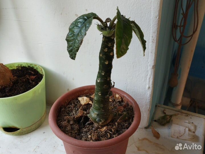 Каудексные растения