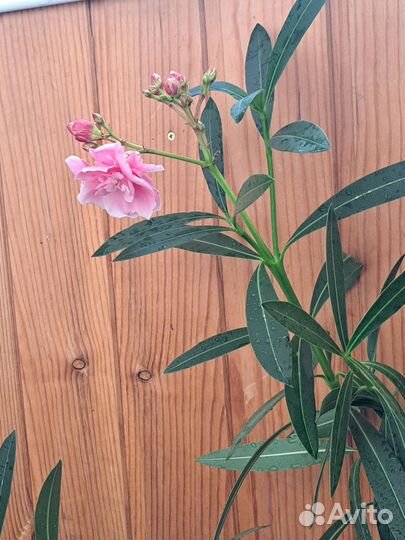 Олеандр розовый