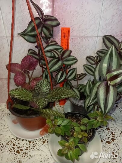 Комнатные растения излишки