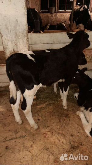 Бычки холмогоры от 2 х недель