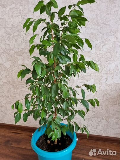 Комнатные цветы