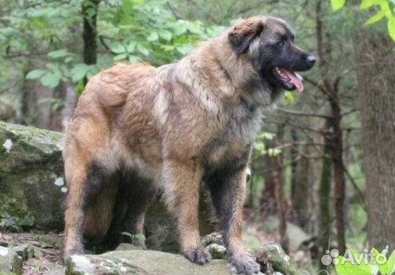 Щенки Шарпланинской овчарки (Эксклюзивы)