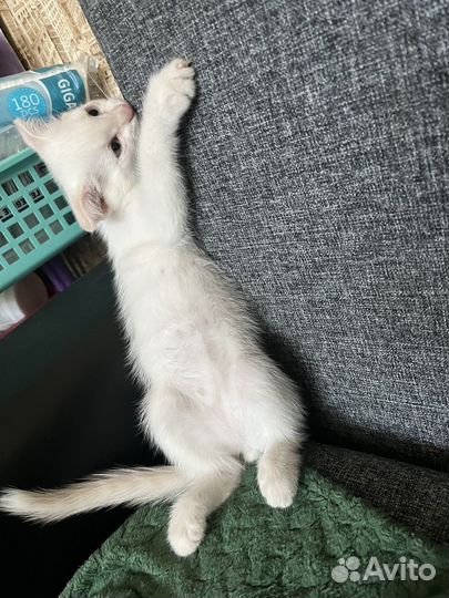 Котёнок вислоухий
