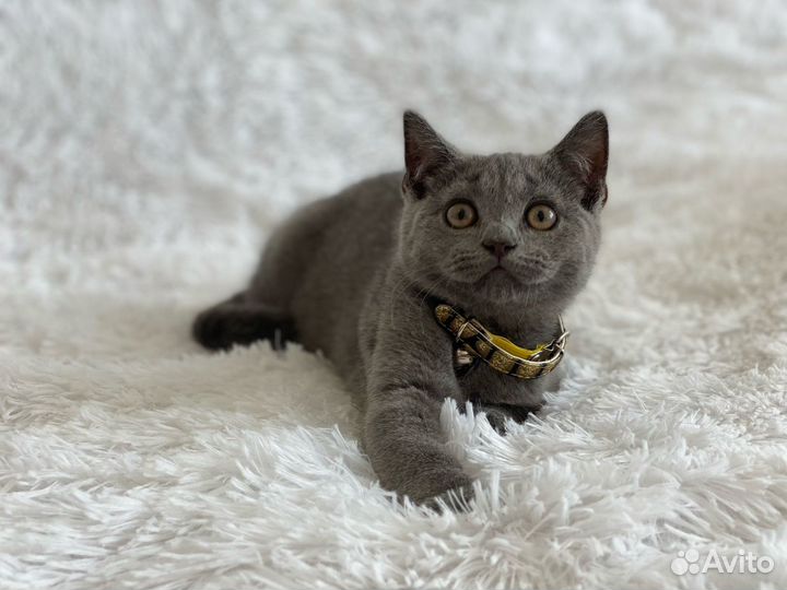 Плюшевый шотландский котик