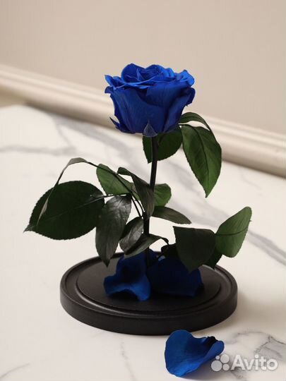 Роза синяя в колбе в упаковке с доставкой