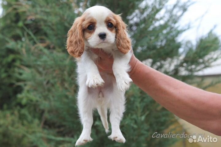 Щенок Кавалер Кинг Чарльз спаниель