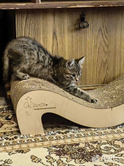 Котята даром