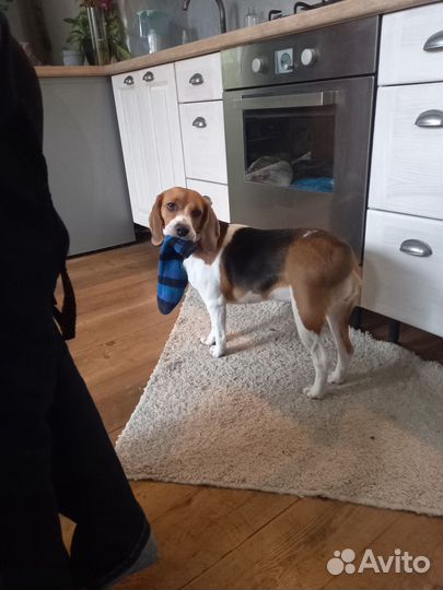 Передержка собак маленьких пород