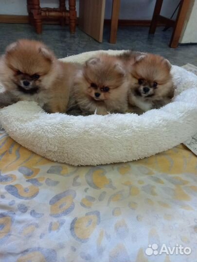 Померанский шпиц тип мишка мини