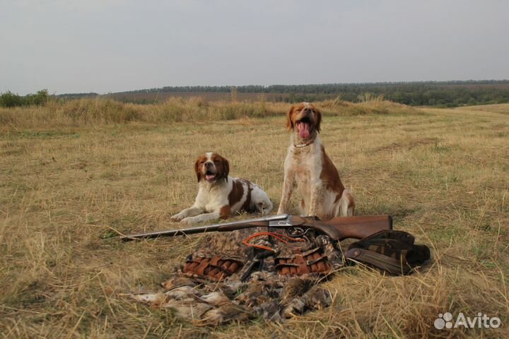 Бретонский эпаньоль щенки