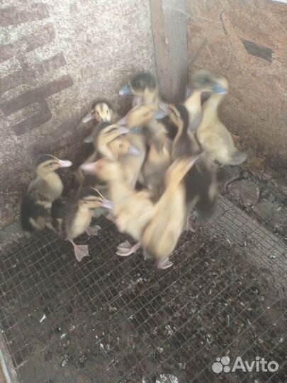 Продам птицу