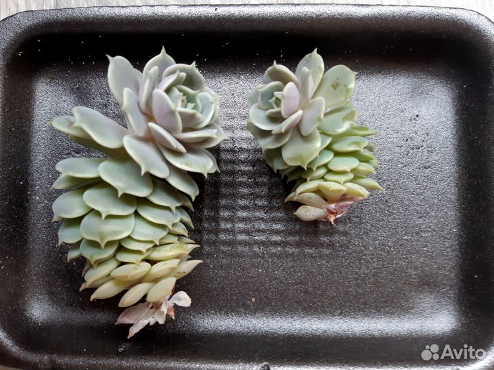 Суккуленты, эхеверия