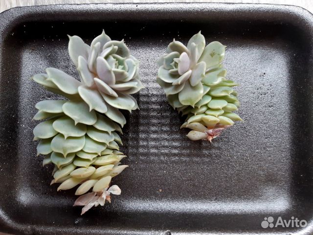 Суккуленты, эхеверия