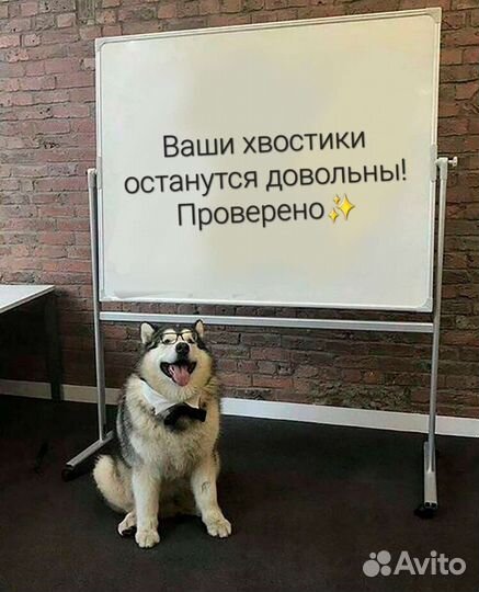 Передержка животных на время отпуска