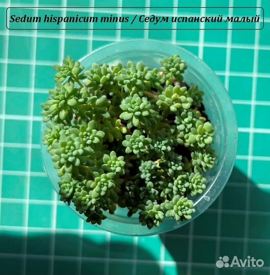 Суккуленты Седум Sedum Очиток Кремнеседум