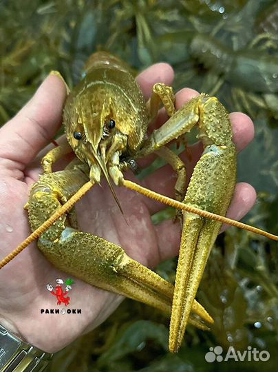 Праздничные раки к международному женскому дню