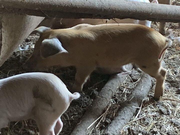 Поросенок ландрас