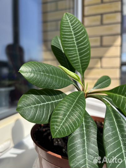 Молочай беложильчатый