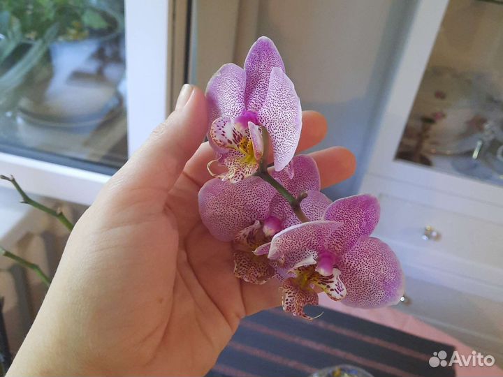 Орхидея фаленопсис Манхэттен