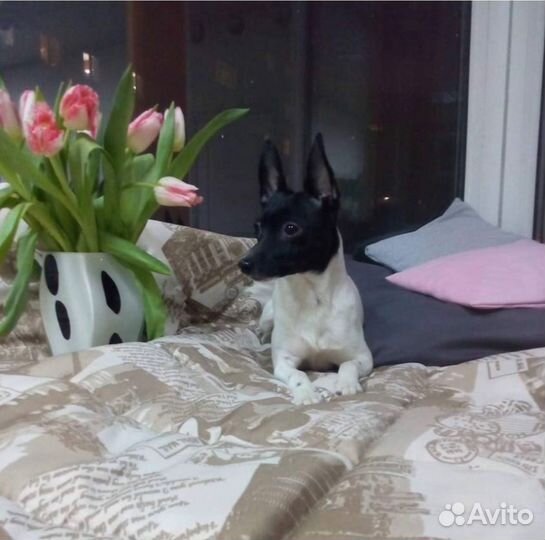 Той фокстерьер