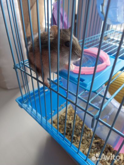 Джунгарский хомяк бесплатно