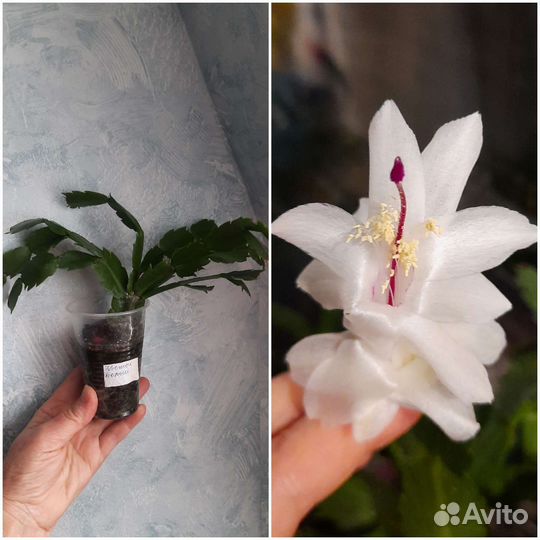 Декабрист, шлюмбергера