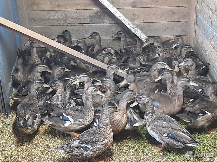 Дикая утка кряква