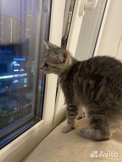 Манчкин котенок