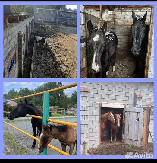 Постой для лошадей