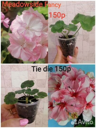 Пеларгонии