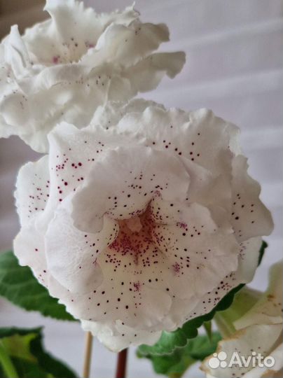 Глоксиния клубни и семена