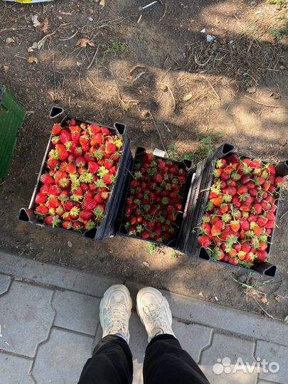 Клубника свежая