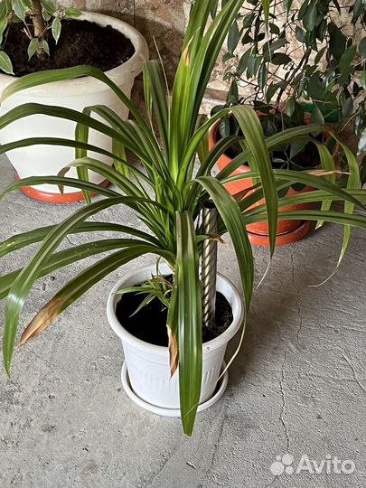 Домашние растения цветы