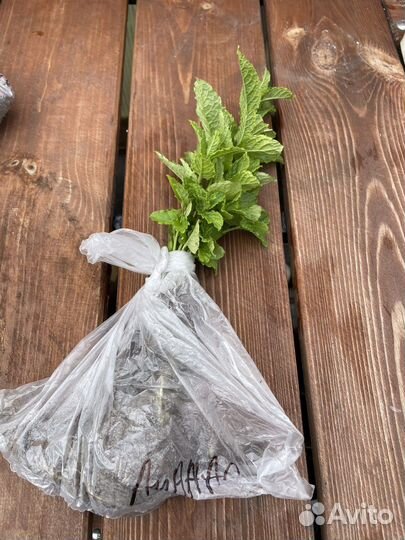 Мята сортовая