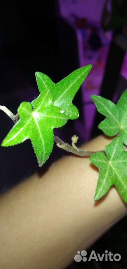 Плющ хедера