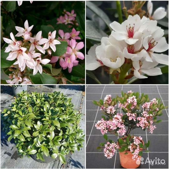 Делонекс,Кигелия,Метросидерос,Рафиолепсис семена