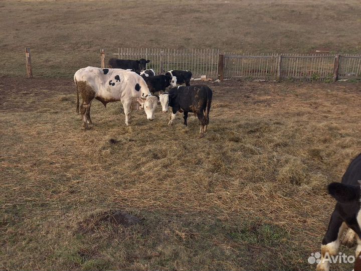Бычки на откорм